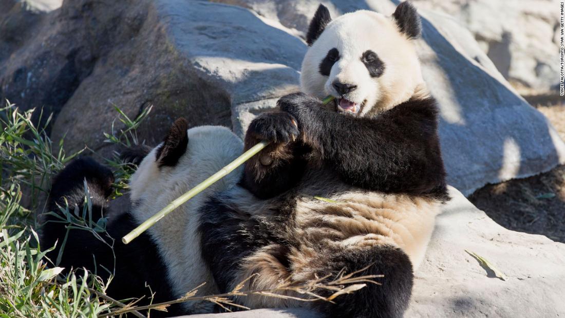 Giant pandas Da Mao and Er Shun arrived in Toronto in 2014.