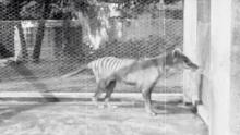 The thylacines had yellowish brown fur, powerful jaws and a case for their young.