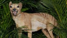 People report sightings of the Tasmanian tiger, believed to be extinct