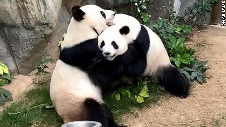 A zoo has been trying to breed two pandas for 10 years. When the coronavirus closed the zoo, the pandas finally did