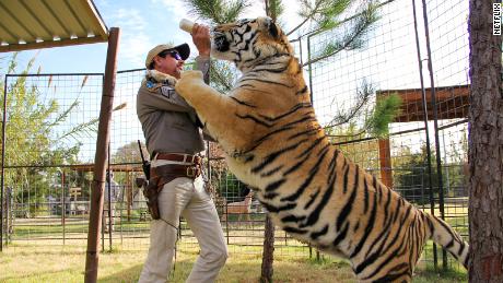 Reportedly, Tiger King Joe Exotic had over 200 big cats in his zoo in Oklahoma.