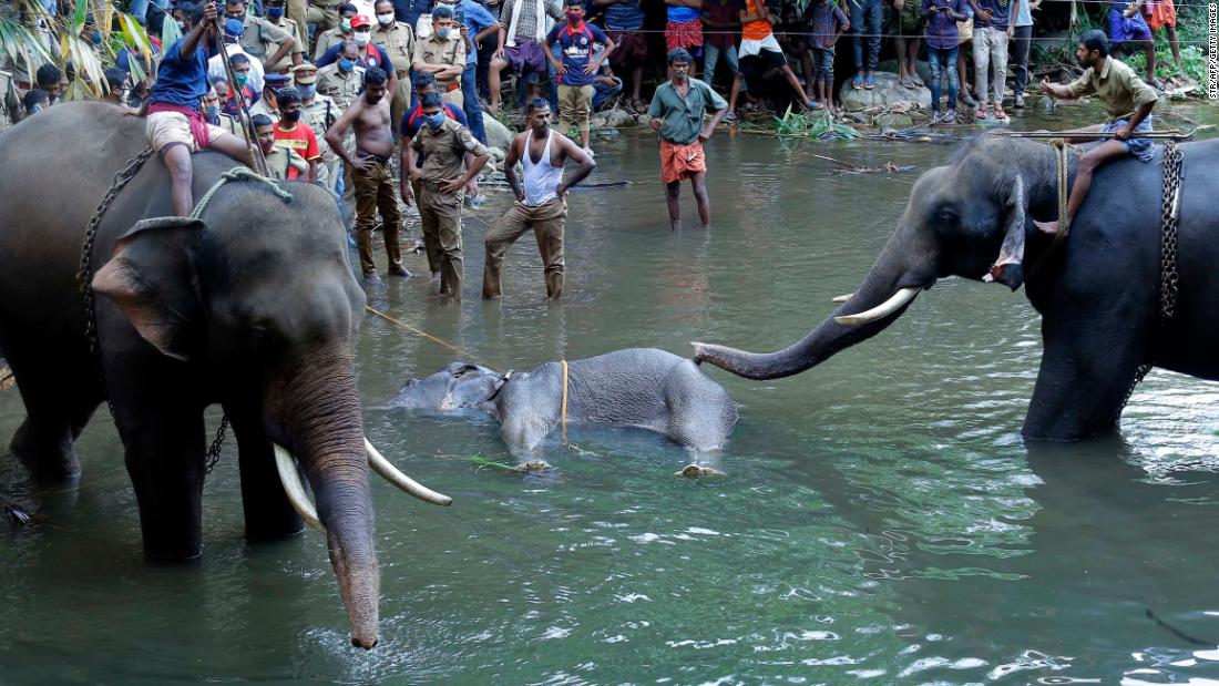 A dead elephant is retrieved from a river in the Palakkad district of Kerala.