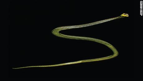 The paradise tree snake lives in South and Southeast Asia.