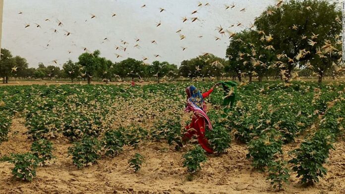 India locust: New Delhi on high alert after desert locusts swarm through neighboring Gurgaon
