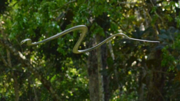 Flying snakes? Here's how snakes can glide through the air