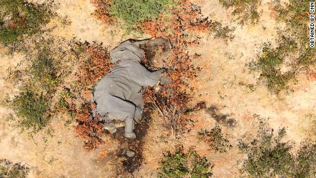 Images obtained by CNN show many of the elephants lying &quot;flat on their faces.&quot;