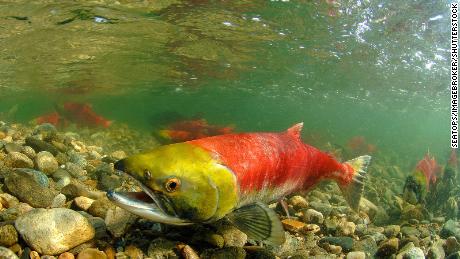 Warming temperatures threaten hundreds of fish species the world relies on, study finds