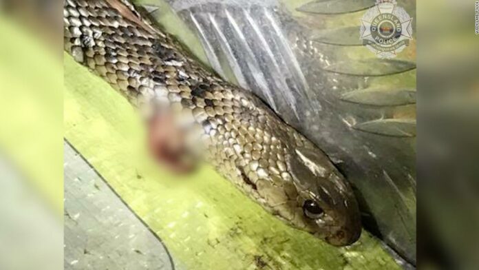 Man fights off one of world's deadliest snakes while driving on highway
