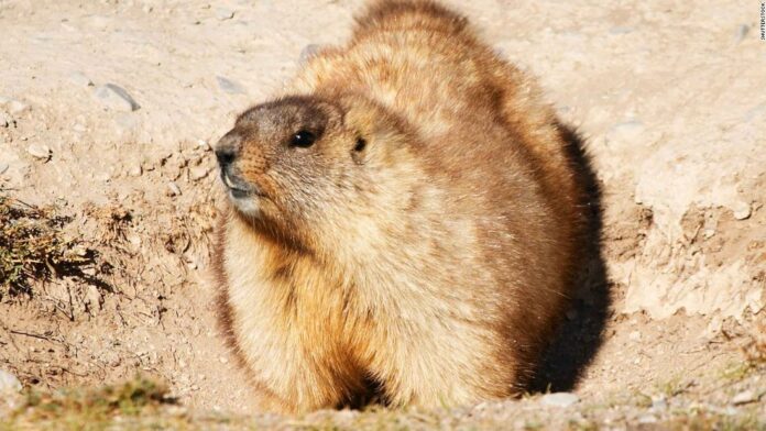 Bubonic plague: Russia cracks down on marmot hunting