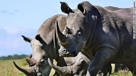 Scientists create fake rhino horn from horsehair in a bid to save the species