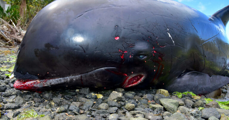 38 dolphins observed useless right after large oil spill on island of Mauritius