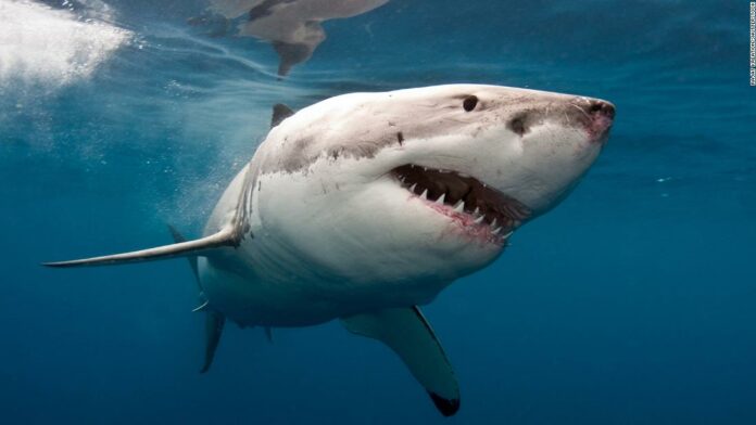 A man punched a great white shark to save a surfer being attacked