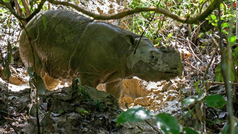 Each individual Sumatran rhino has died in Malaysia. Researchers want to convey them again with cloning know-how