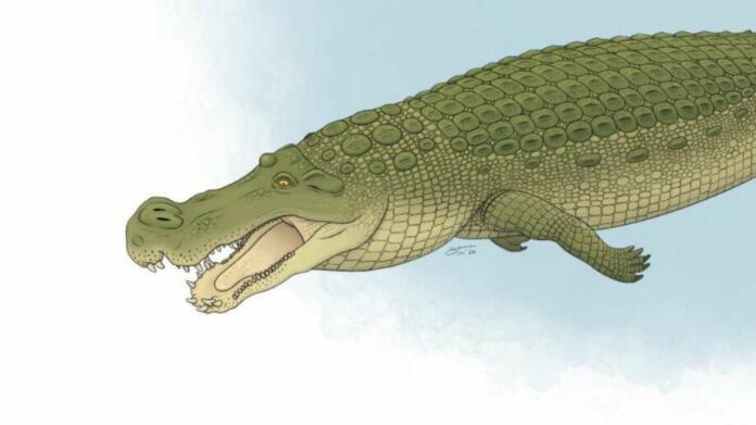 Ancient 'terror crocodile' had teeth the size of bananas