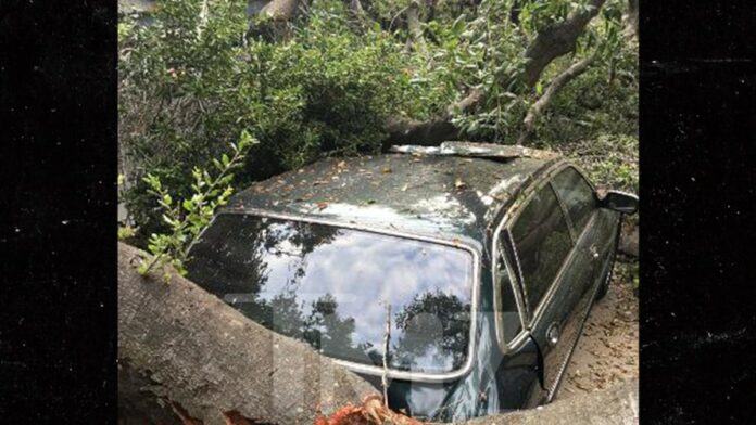 'Knight Rider's' Rebecca Holden and Record Producer Husband Joel Diamond's Car Destroyed by Oak Tree