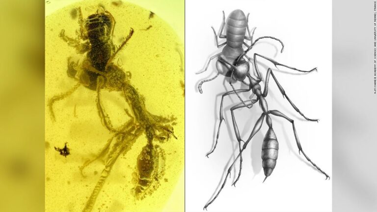 Prehistoric ‘hell ants’ hunted their prey with strange headgear