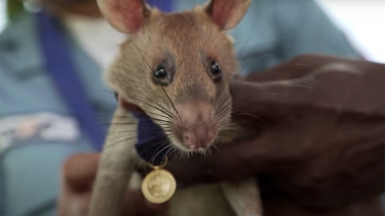 Giant rat receives animal hero award for sniffing landmines in Cambodia