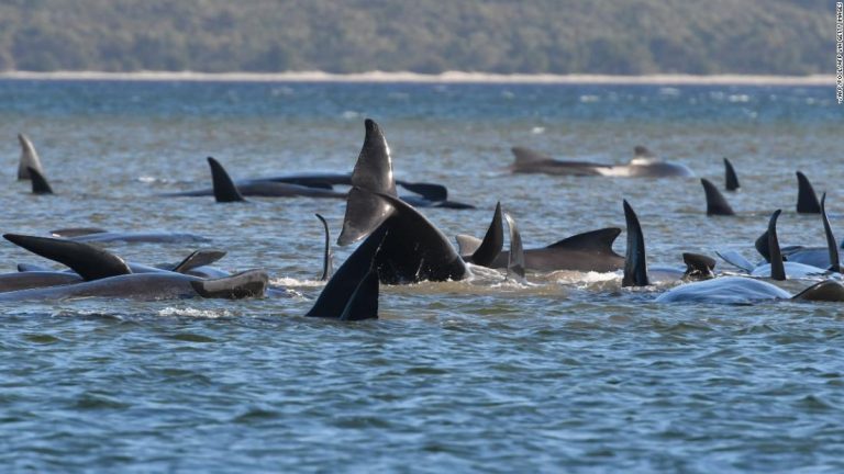 Australia Australian pilot whale: Tasmanian authorities rush to rescue hundreds of trapped animals