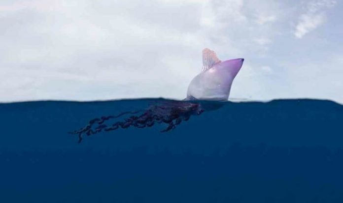  Deadly jellyfish invade UK beaches - Portuguese man warns of O 'war UK |  News


