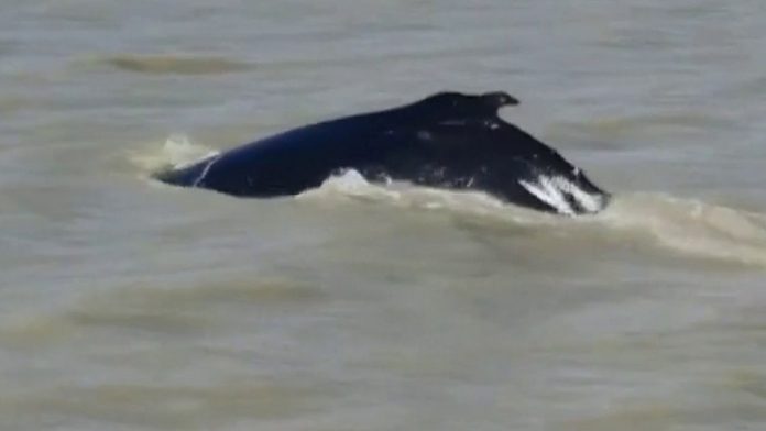 The humpback whale takes a ‘wrong turn’ and enters the crocodile-affected river

