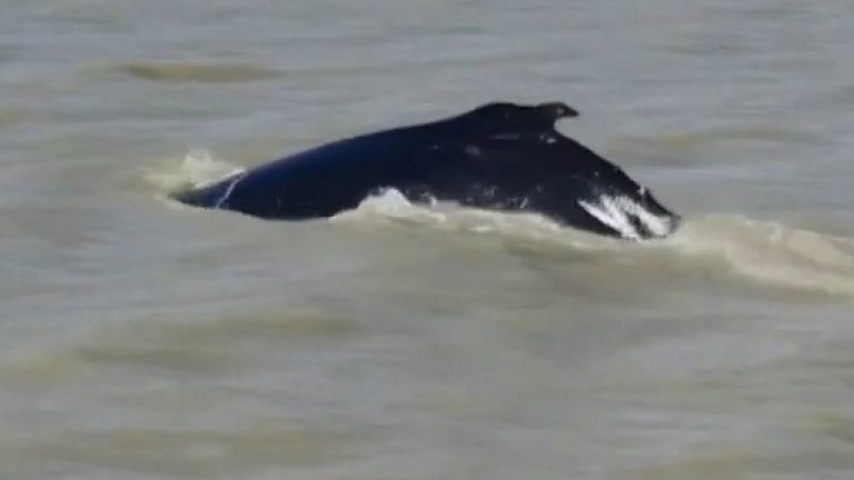 The humpback whale takes a ‘wrong turn’ and enters the crocodile-affected river