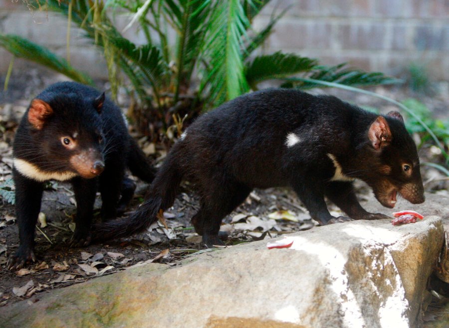 In 2009, the devil cubs at Sydney's Teronga Zoo were searching for food in their enclosure during a food session.  (AP Photo / Mark Baker, file)