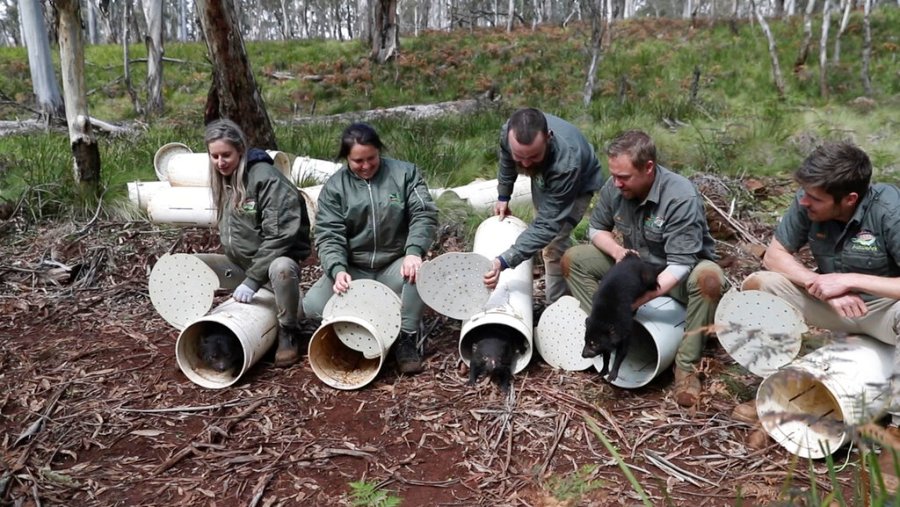 Tasmanian devils are released into the wild on September 10, 2020 at Barrington Tops in the state of New South Wales, Australia.  (Christian Preto / Wildarc via AP)