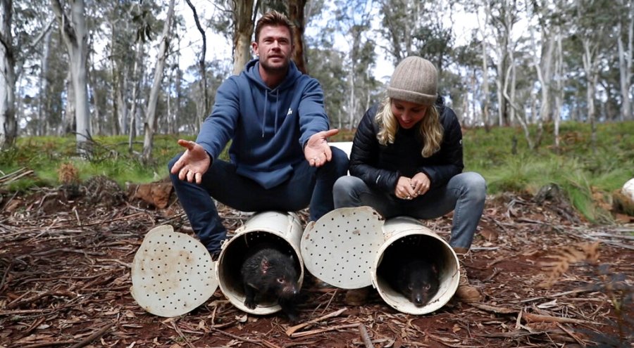 Actor Chris Hemsworth at Barrington Tops in the Australian state of New South Wales, left and Elsa Patki help the Tasmanian Devils get out into the woods.  (AP by Christian Preto / Wildarc)