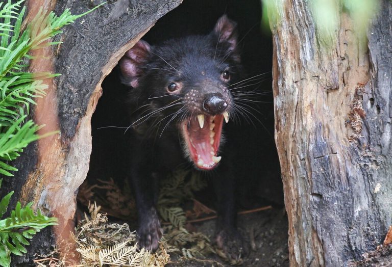 Tasmanian devils reappeared on the Australian mainland 3,000 years later