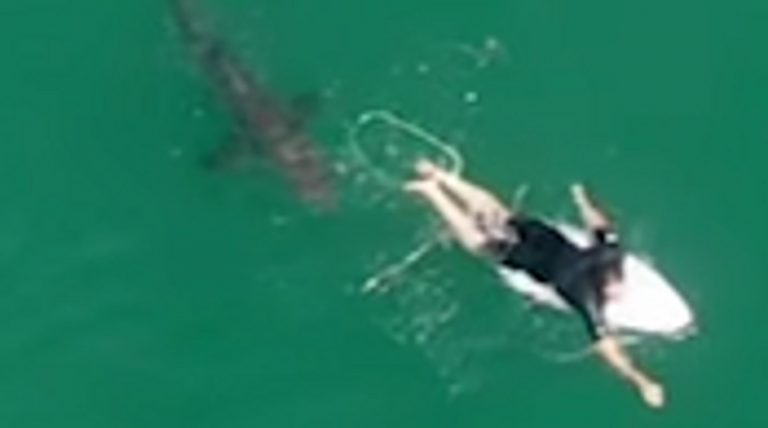 A very close call from an Australian pro surfer with a shark captured in drone footage