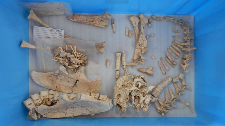 Unstable handout photo of the bones of a newly discovered species of toothless, two-fingered dinosaur called Oxoco Averson.  A team from the University of Edinburgh led the search for several complete skeletons of the new species in the Gobi Desert of Mongolia.