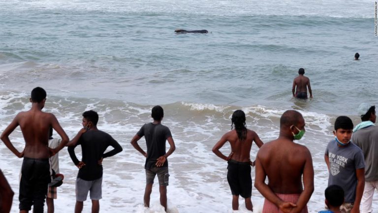 Sri Lanka rescued 100 beach whales after mass stranding