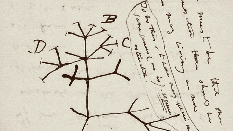 Darwin notebook, long observation, now believes theft: NPR