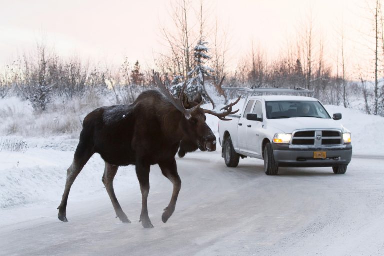 ‘Don’t let Moose lick your car’