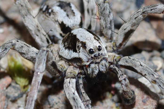 The Great Fox-Spider was spotted in Surrey for the first time in 25 years

