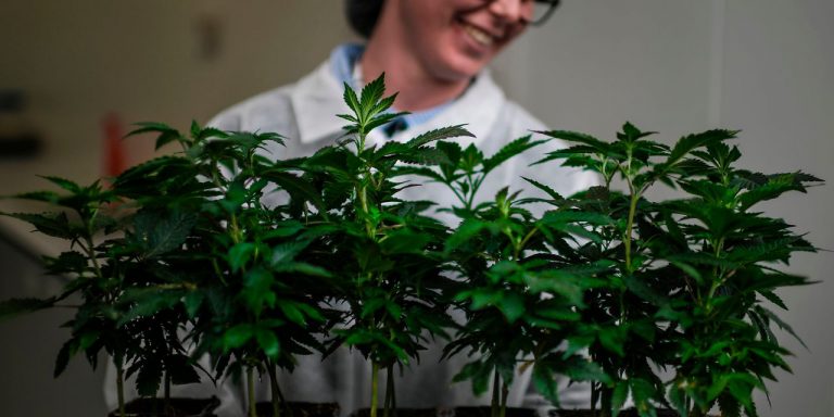 Tillay stock gain after pot company promises profit despite steady growth in sales