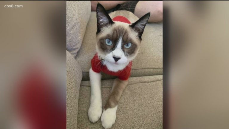 A Claremont neighbor refused to return the missing cat