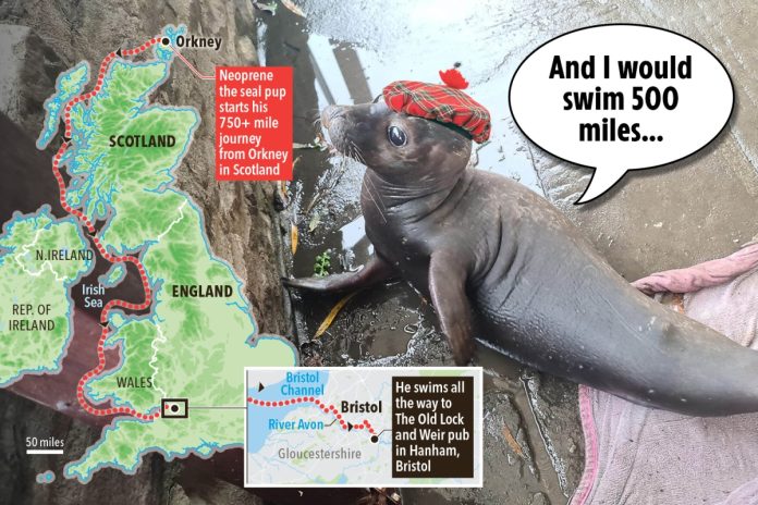 Baby seal swam 750 miles off Scotland on New Year's Eve

