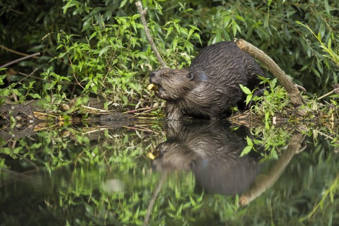 Beavers can improve the functioning of rivers, says a study

