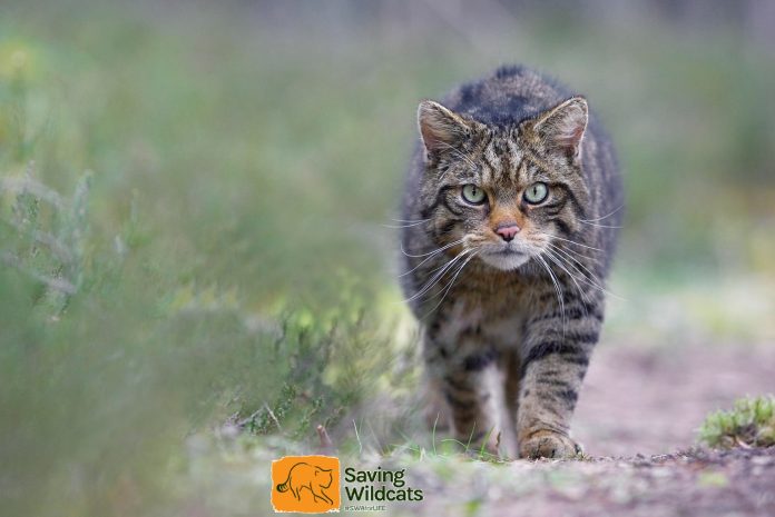  Saving the Wildcats: Will Feral Cats Reclaim Scotland?  (Video)

