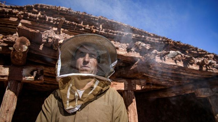 Pour les villageois d'Inzerki, au Maroc, l'effondrement des ruches est une catastrophe écologique et économique, mais aussi une crise pour leur patrimoine unique