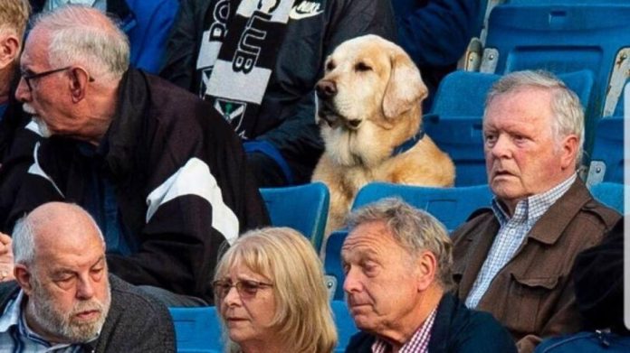 Scotland: This dog has a regular place in the stadium

