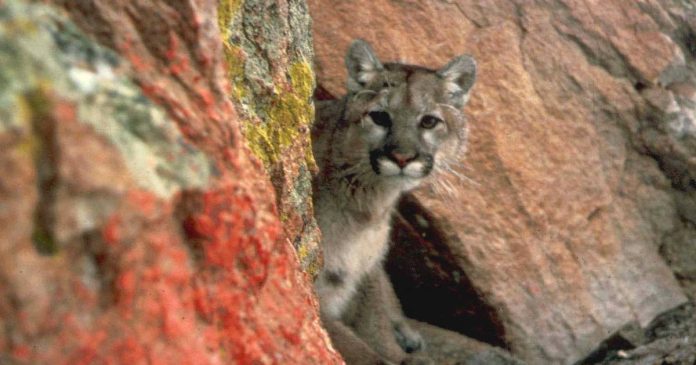  9 year old girl survived the attack of mountain lion  World

