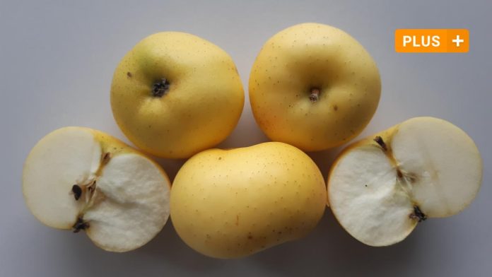 County: An apple variety from Scotland in our area: Galloway Pepping

