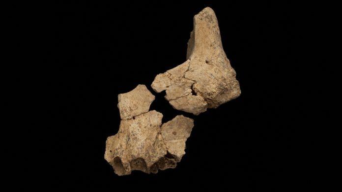 This may be the oldest human fossil ever discovered in the world: it was found in Spain

