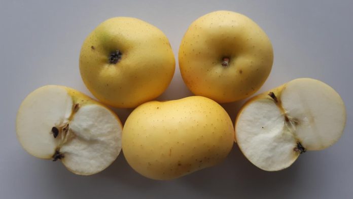 Near Memmingen: Galloway Pepping: This apple comes from Scotland and is fragrant

