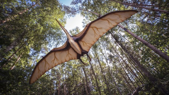 Scotland's largest flying dinosaur fossil found

