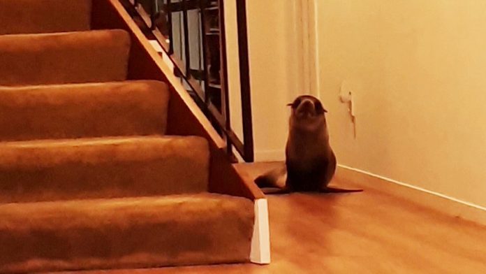 A sea lion breaks into their house: their cat, frightened, runs away and hides with a neighbor

