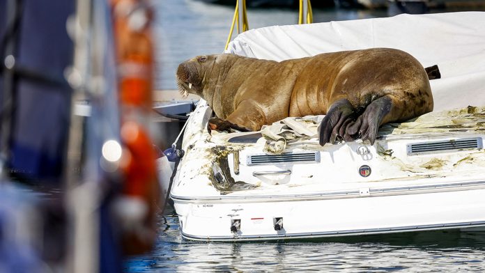Freya, a young female walrus, has become a real star in Norway: the animal can be euthanized.

