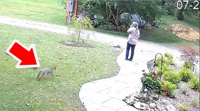 This woman is attacked by a rabid fox in her garden: 